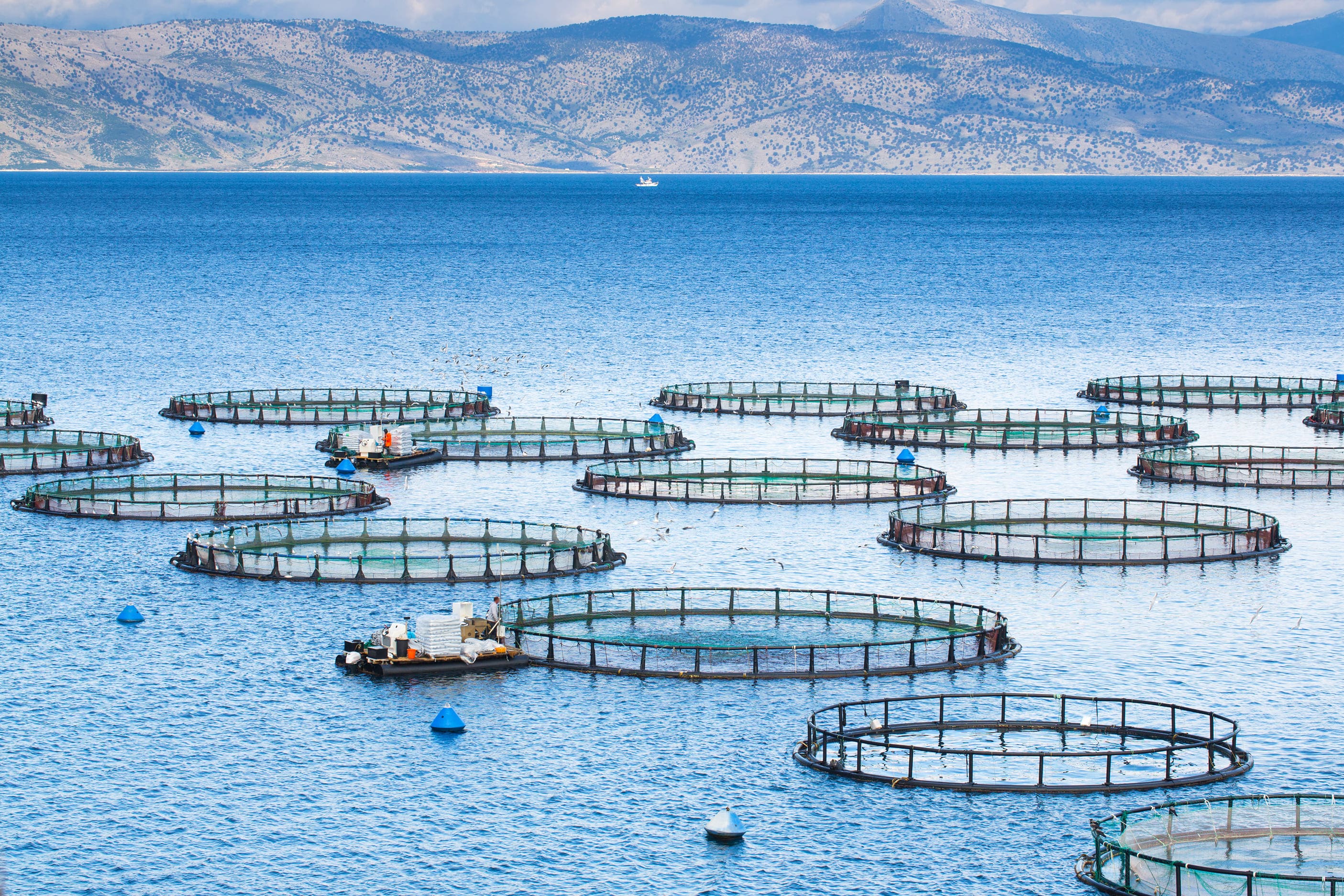 Bringing Aquatic Ecosystems Back to Life