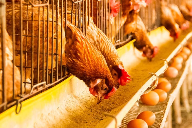 High Feed Costs and Diseases are Hurting Global Food Production