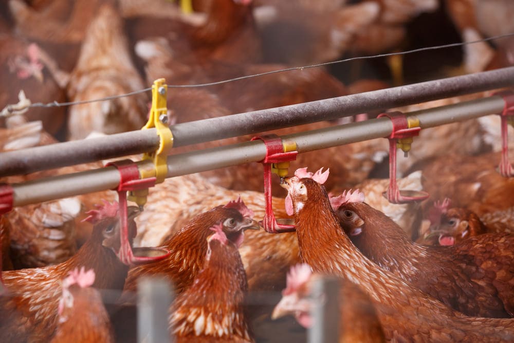 A NEW TECHNOLOGY TO UNLEASH THE POWER OF BACILLUS PROBIOTICS